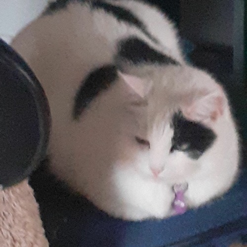 Grease Poppin' Scratchin' Melodii OST