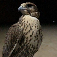 تعال انطيني حنيه بطيئ