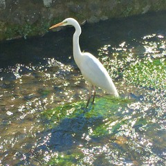 Slow Dancing in the Dark •【歌ってみた】『First Take ver.』