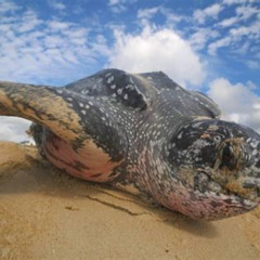 Review Special Price Matura Beach Turtlewatching Experience