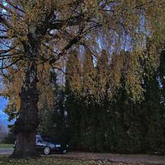 Leaves