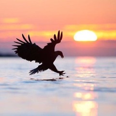 Sunset (Feat. KB DaAlien)
