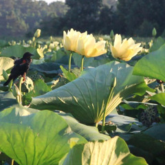 Last Day Retreat Instructions - Taking the Backward Step