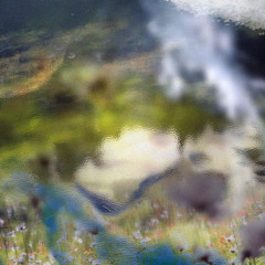 Rainfall in slow motion 🍂 with tear and Echinacea