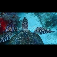 SURF EXÓTICO