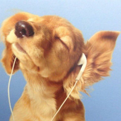 DogFly