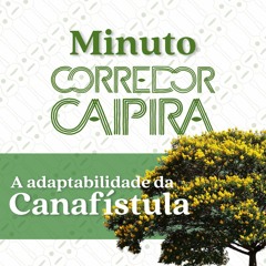 Canafístula: uma espécie que se espalhou pelo Brasil | Minuto Corredor Caipira