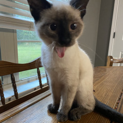 River (another rough cover)