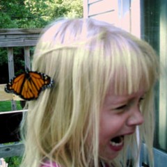 Swiss Amok Schmetterling