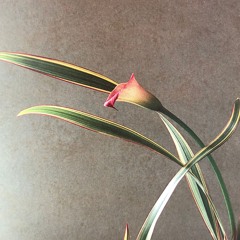 Des bouquets de fleurs pour ton âme w/ Sarah Mỹ & Jun Suzuki (13/12/24)