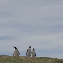 L'ile #1 ( The Island #1 ) Stereo reduction