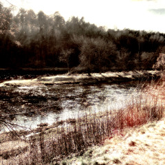 SWAMP SONG