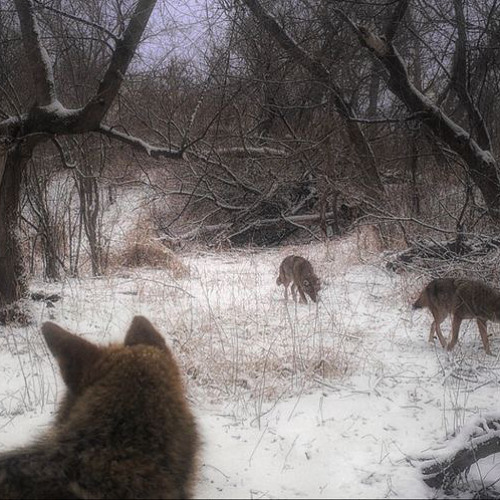 Stream I Dont Care Vira Sped Up By Burnedbythetorch Listen Online