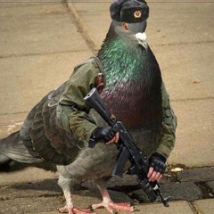 pigeon Tactics
