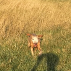 Stag Meadow Shredding