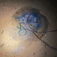 Thousand of fleas eating a jellyfish - w/ Grégoire Chauvot