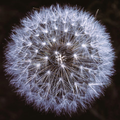 Fine As Dandelion