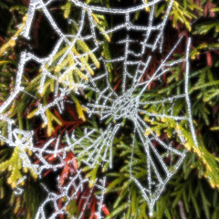 spinnenwebe