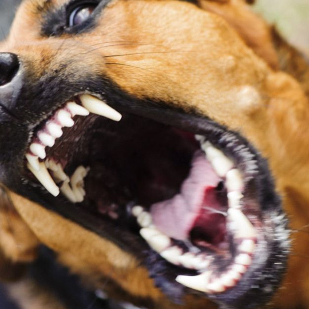 Собака больная бешенством. Собака больная бешенством. Моя собака бешеная. Моя собака бешеная. Злая овчарка.