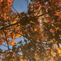 mid fall vibe check🍂💫