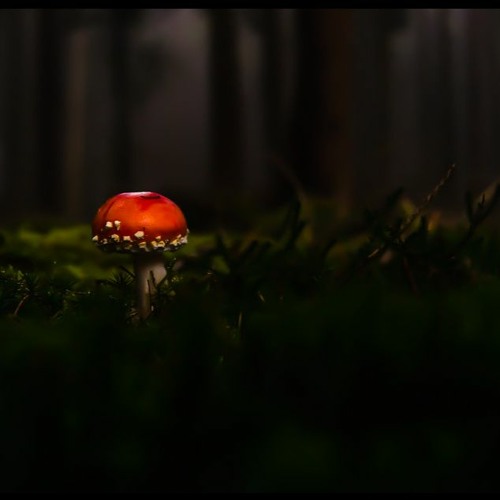 der Pilz
