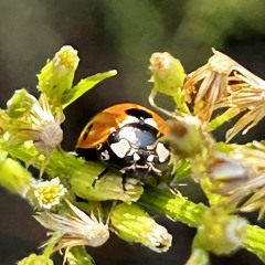 WRITING LETTERS [SPED UP]