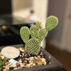 The Friendly Cactus - 1 2 25, 19.06