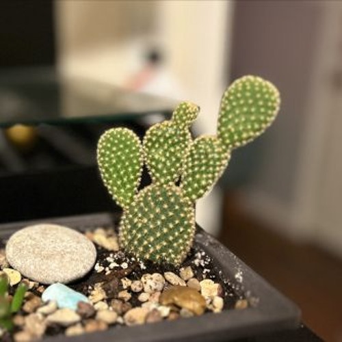 The Friendly Cactus - 1 2 25, 19.06