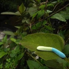 絶対敵対メチャキライヤー   メドミア（Cover）- Sou×いゔどっと