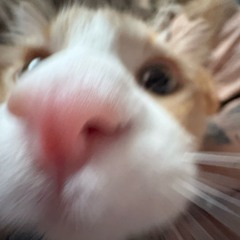 quagen*
