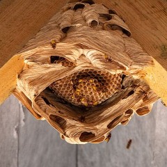 Bees Nest ft.(TAYV)
