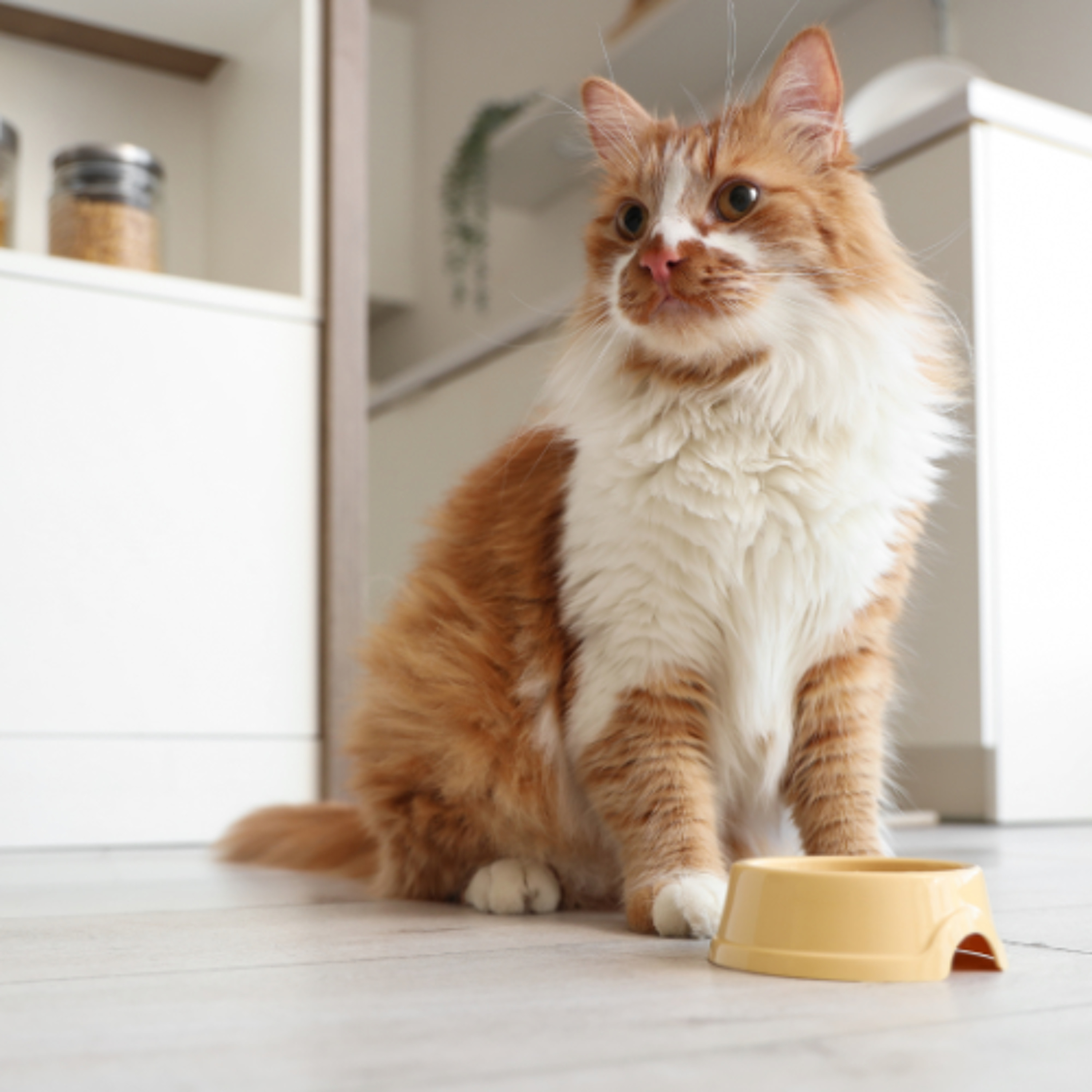 Optimizing Feline Nutrition: Key Elements to Improve Nutritional Intake Optimizing Feline Nutrition: Key Elements to Improve Nutritional Intake