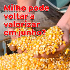 Milho pode voltar a valorizar em junho?