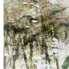 zapustiť korene neznamená patriť na jedno miesto