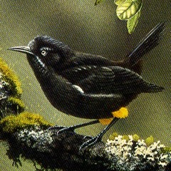 Kauaʻi ʻōʻō