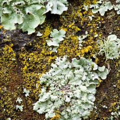 A Day in the Life of a Lichen