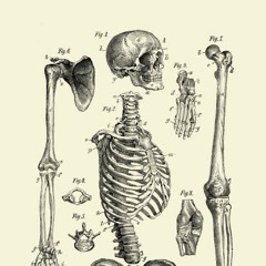 skeleton (mixed by flo)