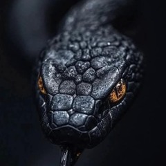 🎶 “Black Mamba”