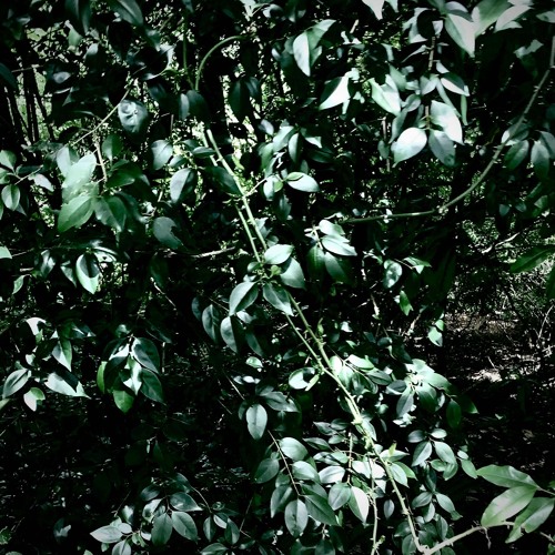 ngomp [p. tweeker] *EXCLUSIVE*