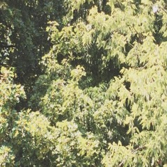 The Spring Sun on Summer Rain