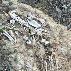 glumfrvr - cold shoulder # p. sekaniii