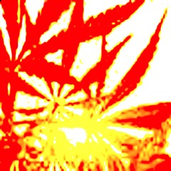 Sativa