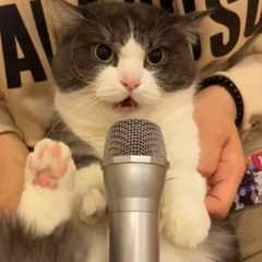 Cat singing