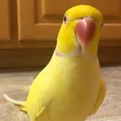 AUDIO COMBAT 12 - TWINKIE THE PARROT