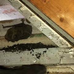 AAAC Wildlife Removal of Milwaukee - Bat Extraction Greendale