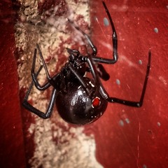 Crucified Messenger (Instrumental)