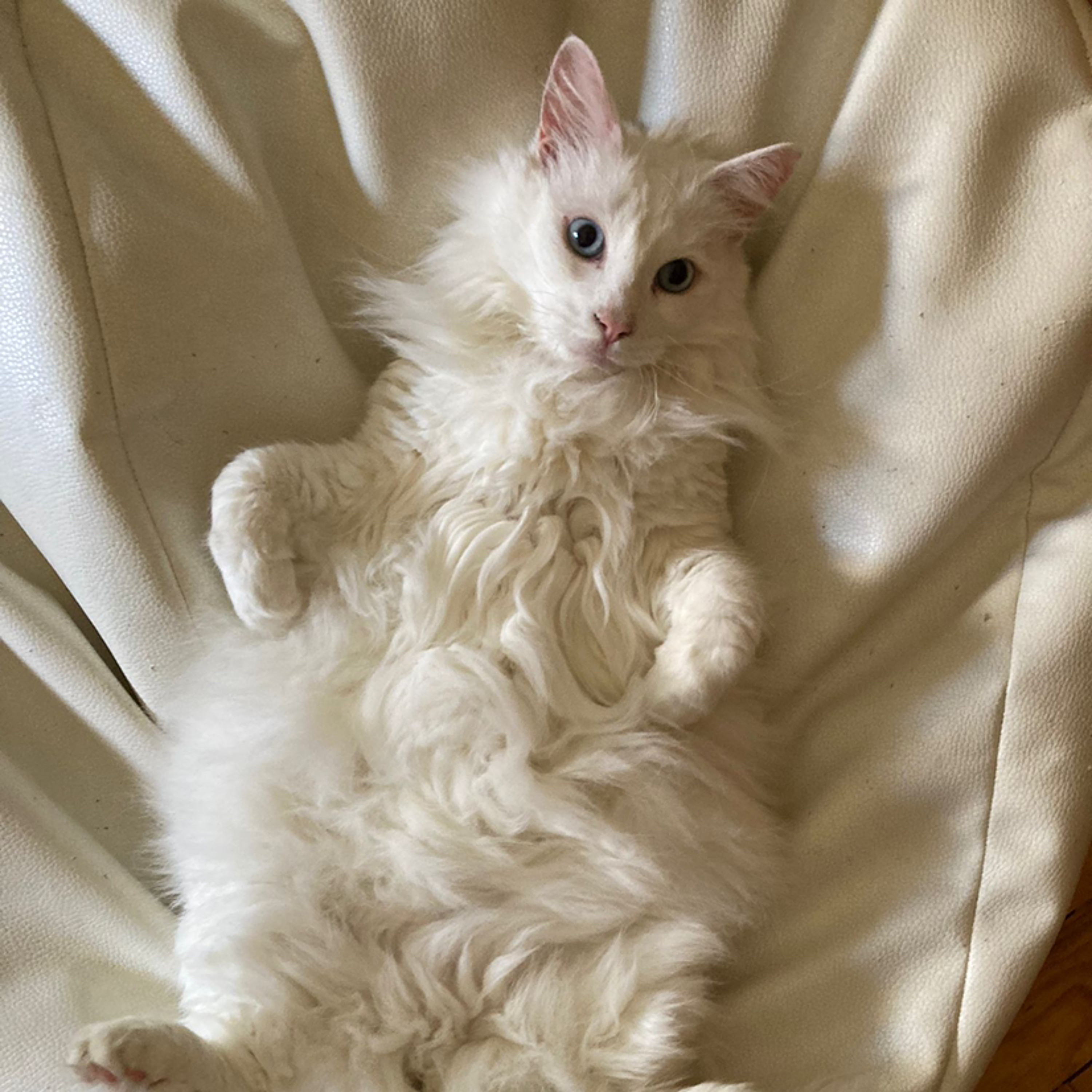 Há gatos e Gatos