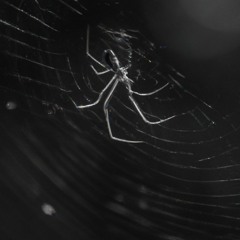 Dockthor - Spider Crawl