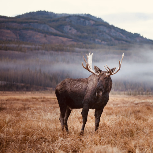 Luis Lopez-1610 Moose Interlude