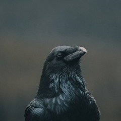 хавал мидии(лишь однажды)